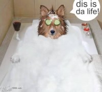 /album/galeria-de-fotos/dogbath-jpg/