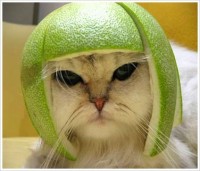 /album/galeria-de-fotos/funny-cat-jpg/